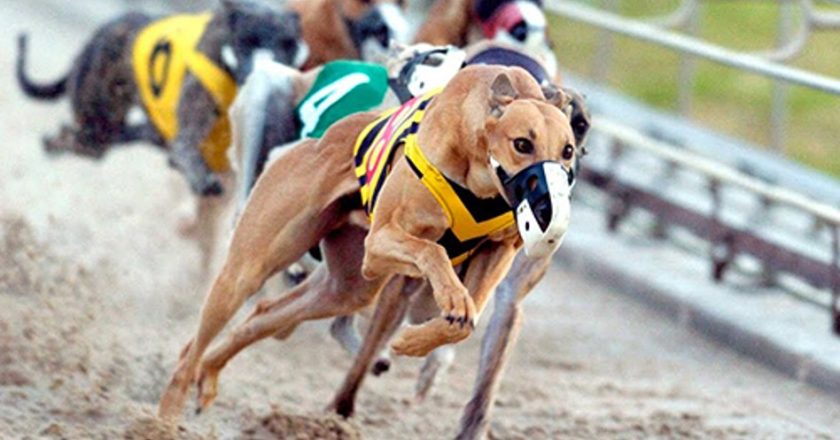 Making the Most of Greyhounds Racing Betting